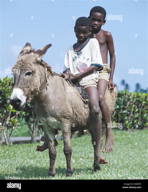 The Small Antilles Grenada Boy Locals Two Sit Ride Donkey The