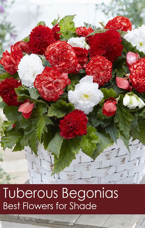 Check spelling or type a new query. Tuberous Begonias: Best Flowers for Shade - Florissa ...