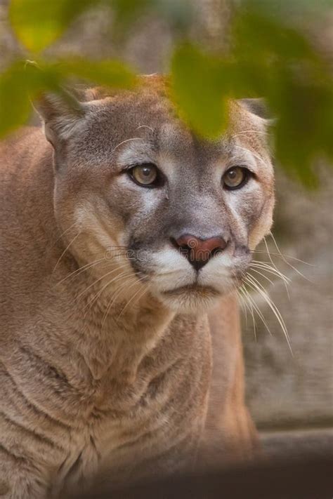 Big Puma Cougar Cat With A Clear Look Predatory Looks From Behind Green