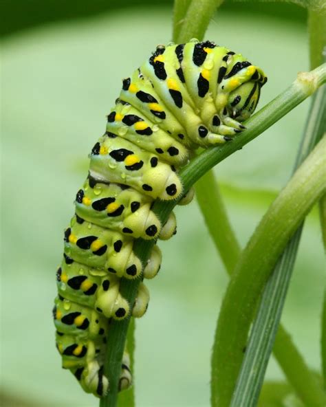 Caterpillars Utilize A Variety Of Tactics To Stay Alive Naturally
