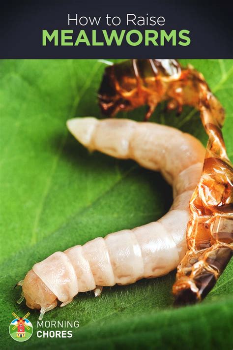 Therefore, the research concludes that the shortage of btc in the market augurs a future upward in. Easy Guide to Raising Mealworms Farm in 4 Steps for Beginners