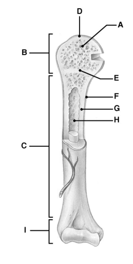 Diagram Of A Long Bone