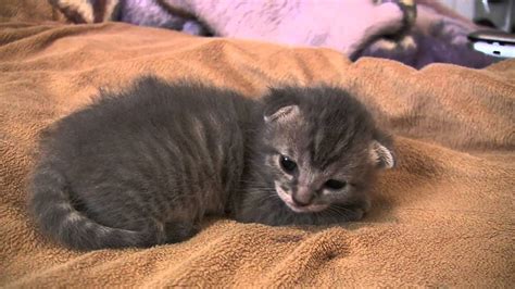 Adorable Baby Kitten Day 13 Cutest Video Ever Youtube