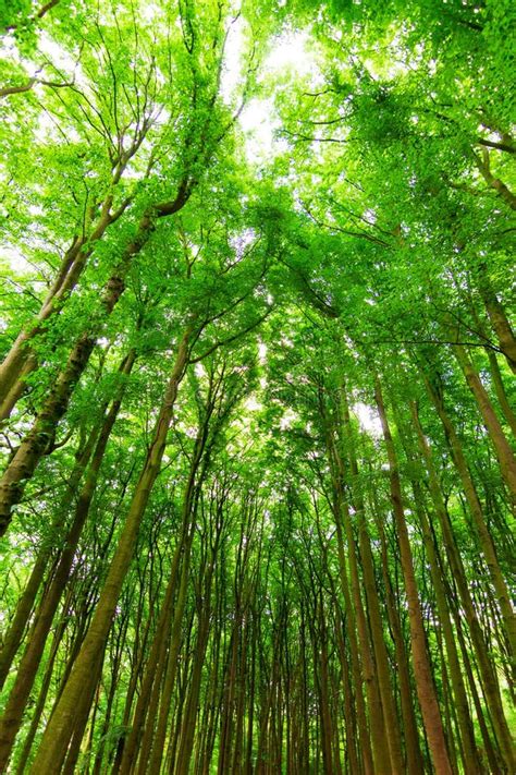 Vertical Forest Stock Photo Image Of Shine Canopy Natural 35129988
