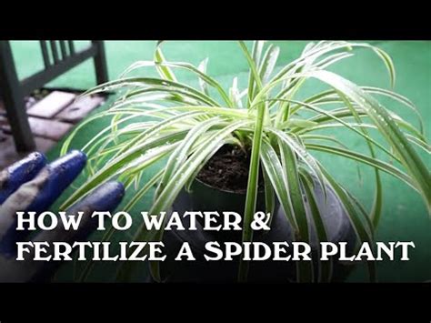 Plants will tell you when they need fertilising like they tell you when how to fertilise your house plants. How to Water & Fertilize a Spider Plant. - YouTube
