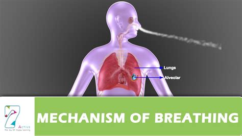 Mechanism Of Breathing Part 01 Youtube