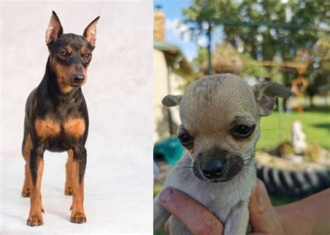 Miniature Pinscher Vs Chihuahua Breed Comparison