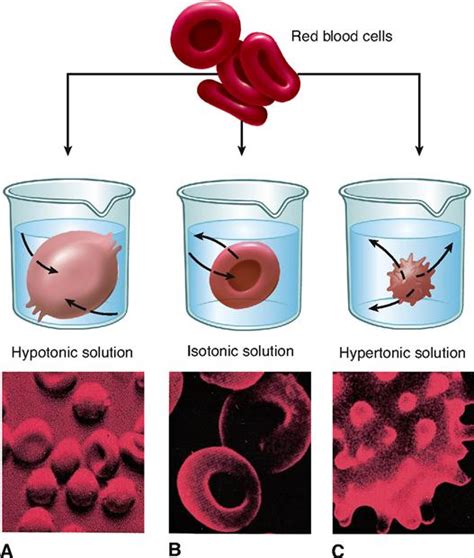 When the cells are kept in a hypotonic solution endosmosis occurs i.e., the inward movement of water takes place. What Happens When A Cell Is Placed In A Hypotonic Solution ...
