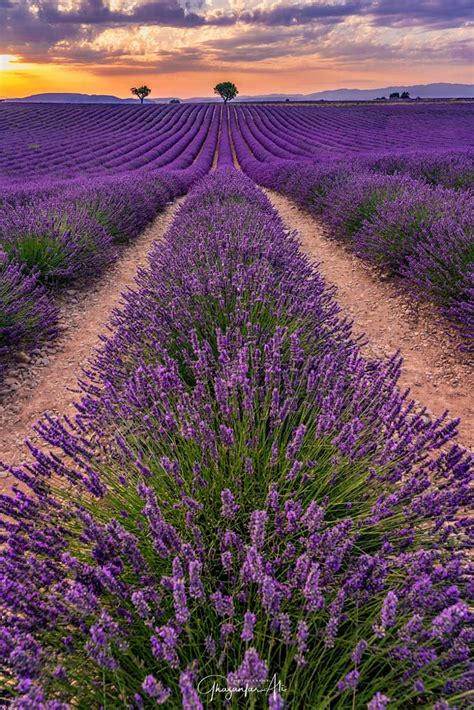 Lavender Sunset Valensole France By Ghazanfar Ali Shah 500px