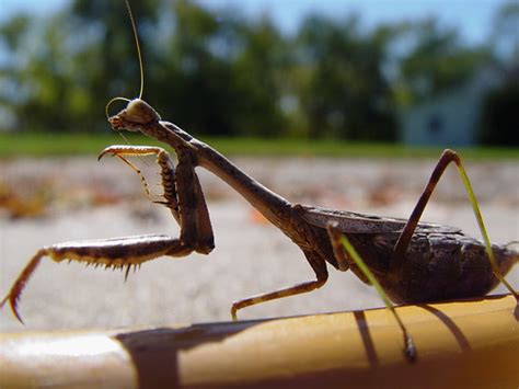 Maybe you would like to learn more about one of these? Pregnant Praying Mantis #3 | Found her on our garage when ...