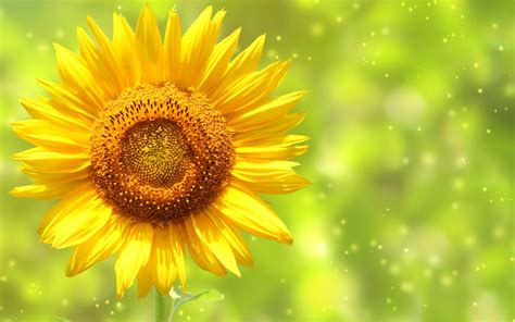 Cool Sunflower Wallpaper 2560x1600 22732