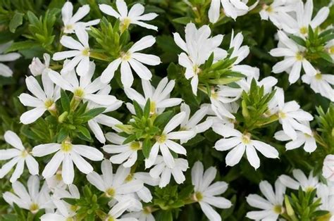 Scaevola Bombay White Containers And Hanging Baskets Full Of Nonstop