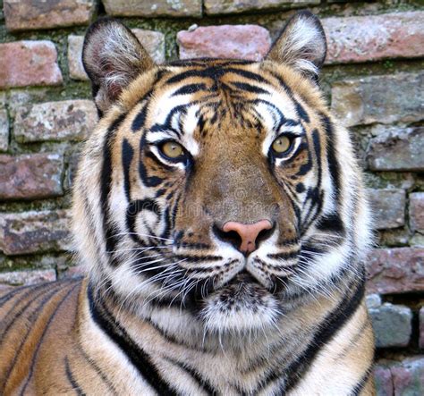 Bengal Tiger Panthera Tigris Tigris Stock Photo Image Of Nepal