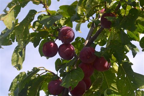 Also known as cherry plum or myrobalan plum, flowering plum (prunus cerasifera) is a small to the tree's hardiness varies depending on the cultivar. Enjoying the "Fruits" of my Labour