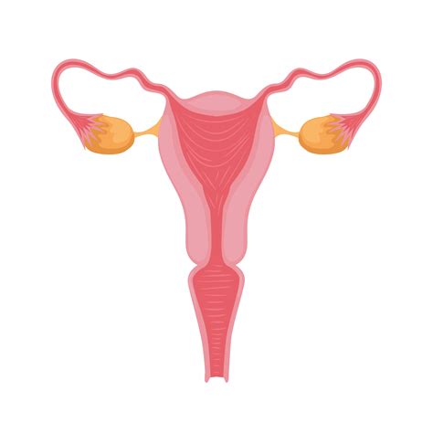 Female Reproductive System 5262538 Vector Art At Vecteezy