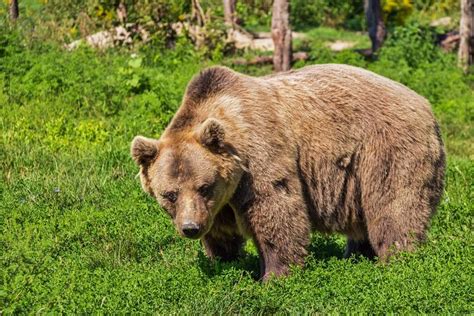 Free Image On Pixabay Bear Brown Bear Animal Mammal Brown Bear