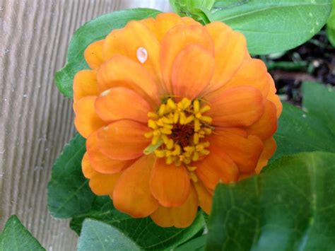Did you scroll all this way to get facts about live orange flowering plants? Top Orange Annual Flowers for Your Garden | HGTV