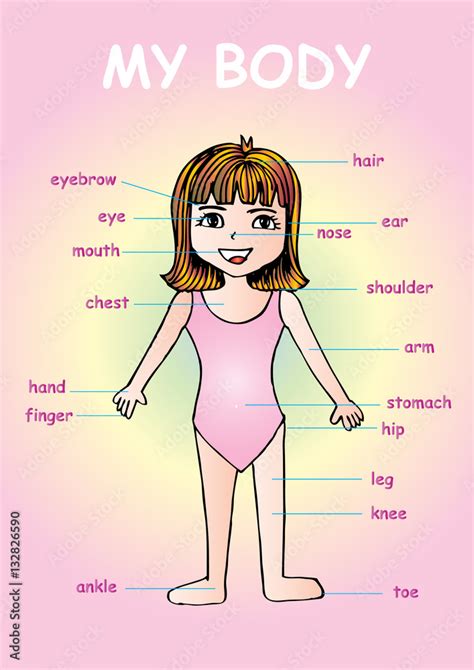 My Body Educational Info Graphic Chart For Kids Showing Parts Of