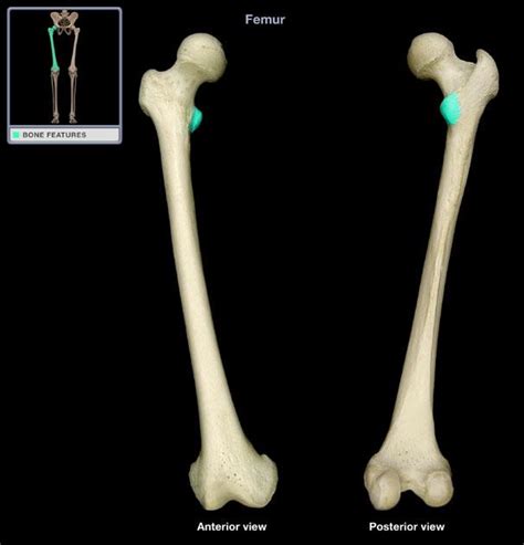 It projects from the lower and back part of the base of the femur neck. ANAT 1015 Study Guide (2011-12 Hanson) - Instructor Hanson ...