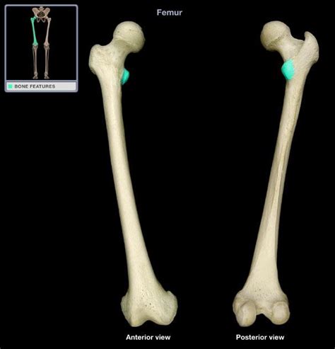 The lesser trochanter is a small prominence on the posteromedial aspect of the proximal part of the femur. ANAT 1015 Study Guide (2011-12 Hanson) - Instructor Hanson ...