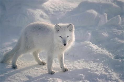 Meet 10 Animals That Live In The Tundra A Z Animals