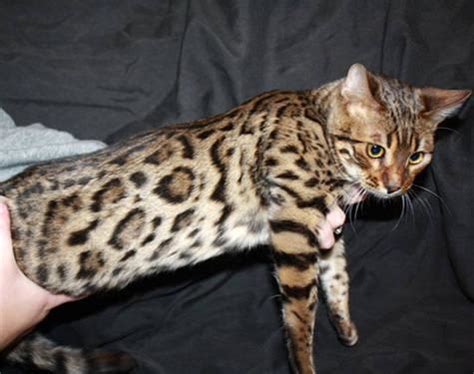 We are an elite boutique cattery located in the fort lauderdale area of south florida. TICA Bengal Kittens! Beautiful! for Sale in Minneapolis ...