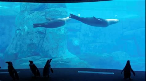 Book a vancouver aquarium tour! This is how the Vancouver Aquarium's penguins are taking ...