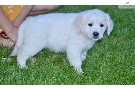 English golden retriever puppies missouri. Arrow: English Golden Retriever puppy for sale near ...