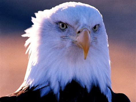 Bekijk meer ideeën over adelaar, roofvogels, amerikaanse zeearend. Vogel, Amerikaanse Zeearend, Adelaar bureaublad ...