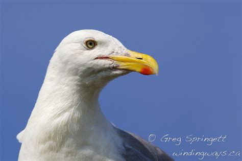 Portrait Of A Gull Find My Photography Also At Windingway Flickr