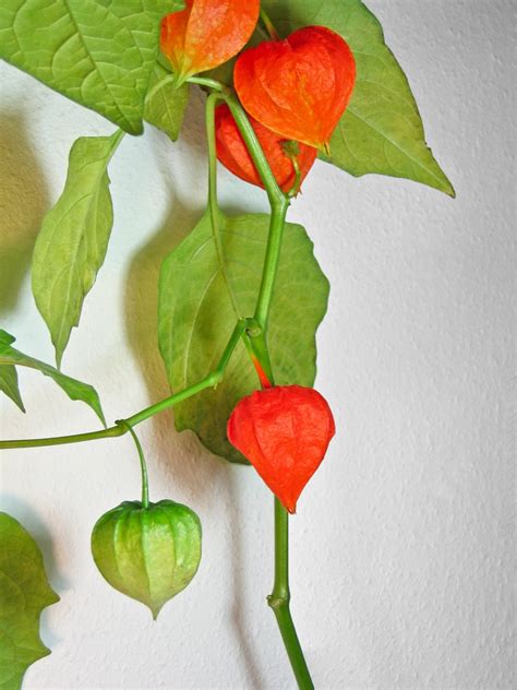 Its bell shaped flowers range in color from white through pink, and from yellow to orange all the way to. Free chinese lantern flower Stock Photo - FreeImages.com