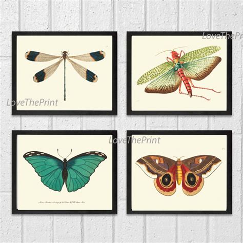 Butterfly Print Set Of 4 Art Print 8x10 Nodd Antique Dragonfly Etsy