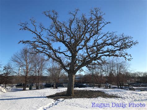 Eagan Daily Photo The Lone Oak Tree
