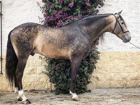 52 cm hoch und eignet sich deshalb bestens für die puppen und sets von our generation, die separat erhältlich sind. 4232 best Pferde images on Pinterest | Beautiful horses ...