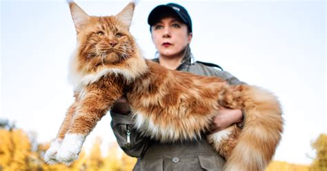 Male maine coon cats can weigh up to 35 lb (15.9 kg). 5 Fun Facts About Maine Coons, the Gentle Giants of the ...