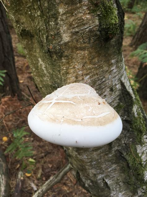 Tree Fungus Very Solid Identical White Firm Underside Rmycology