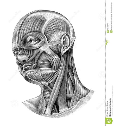 .and neck anatomy and operative surgery textbooks available, few anatomy books are written by. Diagram Of Head And Neck - General Wiring Diagram