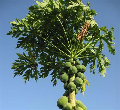 Papaya Tree 3 Free Photo Download Freeimages