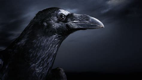 The Crow Full Hd Wallpaper And Background Image 1920x1080 Id203784