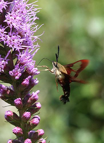 Hummingbird Clearwing Moth And Liatris Near Blacksburg Va Flickr