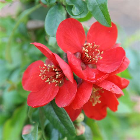 Our shrubs for sale are from carefully selected stock and packaged and shipped at the best time for planting. Buy flowering quince Chaenomeles × superba 'Crimson and Gold'