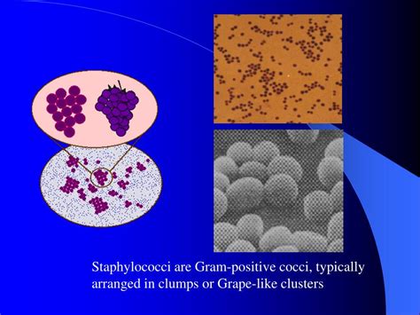 Ppt Isolation And Identification Of Pyogenic Cocci Powerpoint