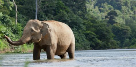 Indonesia's vegetation is similar to that of the philippines , malaysia , and papua new guinea. Indonesia's Rainforests: Biodiversity and Endangered Species - Rainforest Action Network