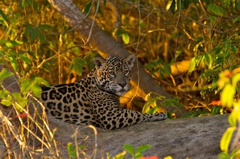 Jaguar Facts For Kids Jaguar Diet Behavior And Habitat Animal Facts