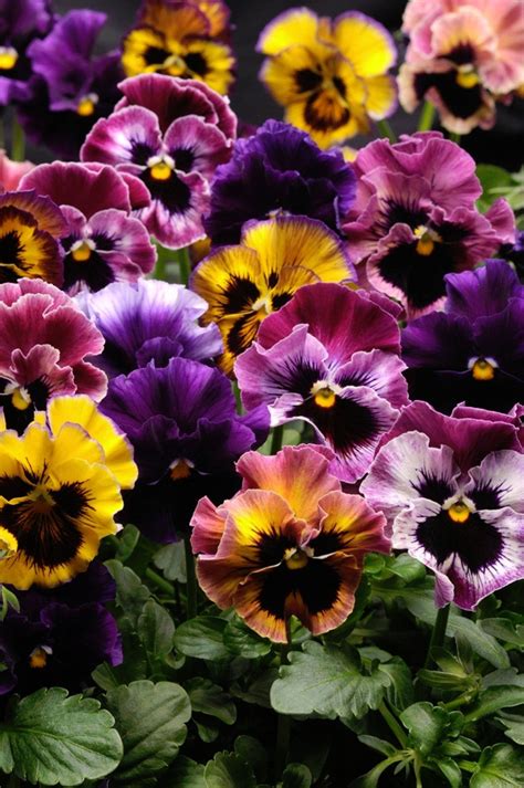 Fizzy Fruit Salad Mix F1 Pansy 25 Seed Theyre Stunning Salad