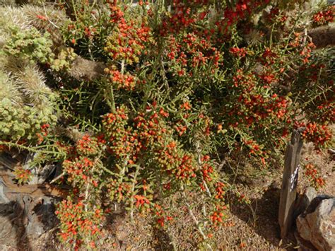 At planet desert, we offer the largest and most diverse selection of cacti from around the world. Arizona Oct 2017