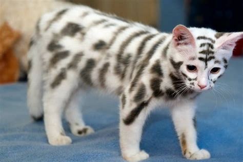 Ten Of The Worlds Rarest Species Of Cat And Where To Find Them