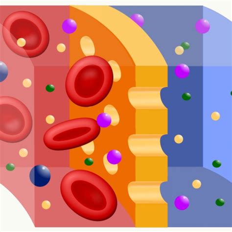 The movement of water from a region of high concentration to a region of low concentration through a semi permeable membranes is known as osmosis. Diffusion Definition Anatomy