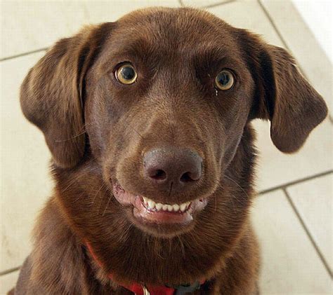 Awkward Dog Smiles 25 Pics