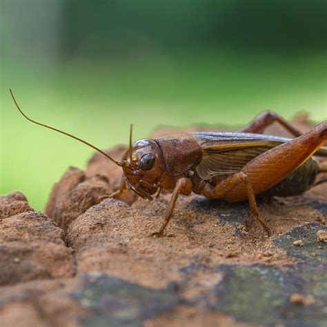 One morning, you'll come downstairs and see that a colony of ants has set. Licea's Pest Extermination